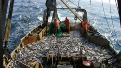 В Охотском море выловили 156,2 тысячи тонн минтая за неделю