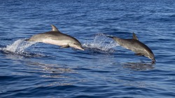 Стая дельфинов приплыла к Сахалину, удивив островитян. Видео