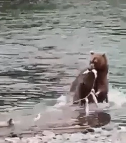 Бесстрашная медведица с медвежатами стащила улов у сахалинских рыбаков. ВИДЕО