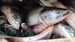 Предприятия Сахалинской области добыли 42,7 тысячи тонн лососей к сентябрю 2023 года
