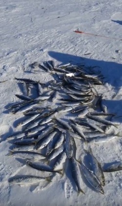 Рыбаки похвастались первым уловом селедки на Сахалине в 2024 году