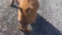 Житель Сахалина накормил лису с тремя лапами пирожками