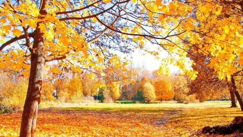 Прогноз погоды на Сахалине и Курилах 24 октября: ясное небо и юго-западный ветер 