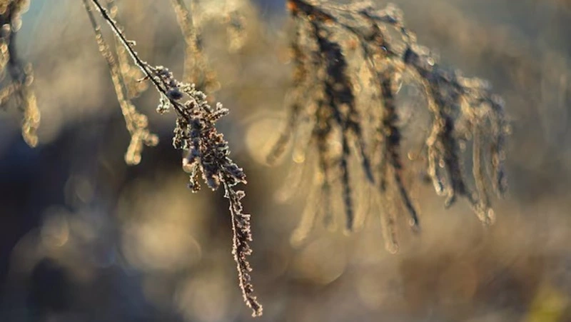 Сильный ветер, до 20 м/с, и снег обещают на Сахалине и Курилах 31 января