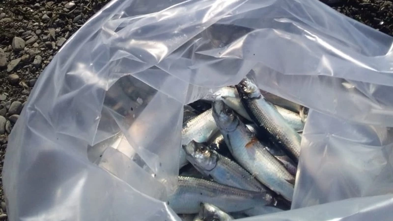 Продавая браконьерскую корюшку, жительница Сахалина заработала уголовное дело