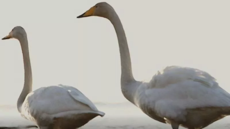 В Невельск прилетела первая пара лебедей