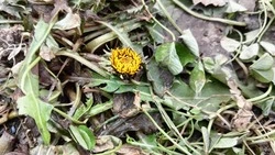 В Южно-Сахалинске зацвела мать-и-мачеха