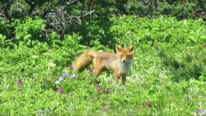 Рыжая плутовка на Парамушире шла навстречу человеку без страха: ВИДЕО