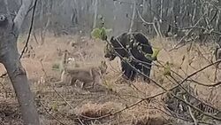 Опасная осечка: сахалинец снял на видео охоту на медведя