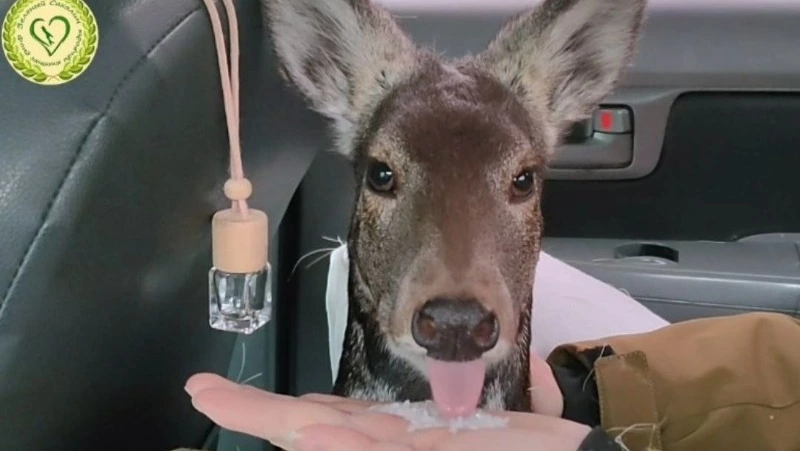 «Забрела в Невельск и растерялась»: кабаргу спасли на юге Сахалина