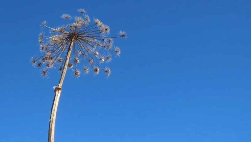 Ядовитому борщевику на севере Южно-Сахалинска пообещали уничтожение