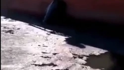 Названа дата ликвидации мазутного пятна в порту Бошняково