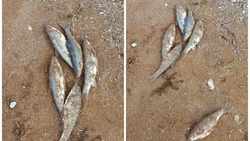 Гниет за ненадобностью: рыбаки оставляют рыбу на берегу Сахалина