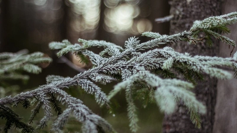 Снежное Рождество ждет жителей Сахалина и Курил: прогноз синоптиков