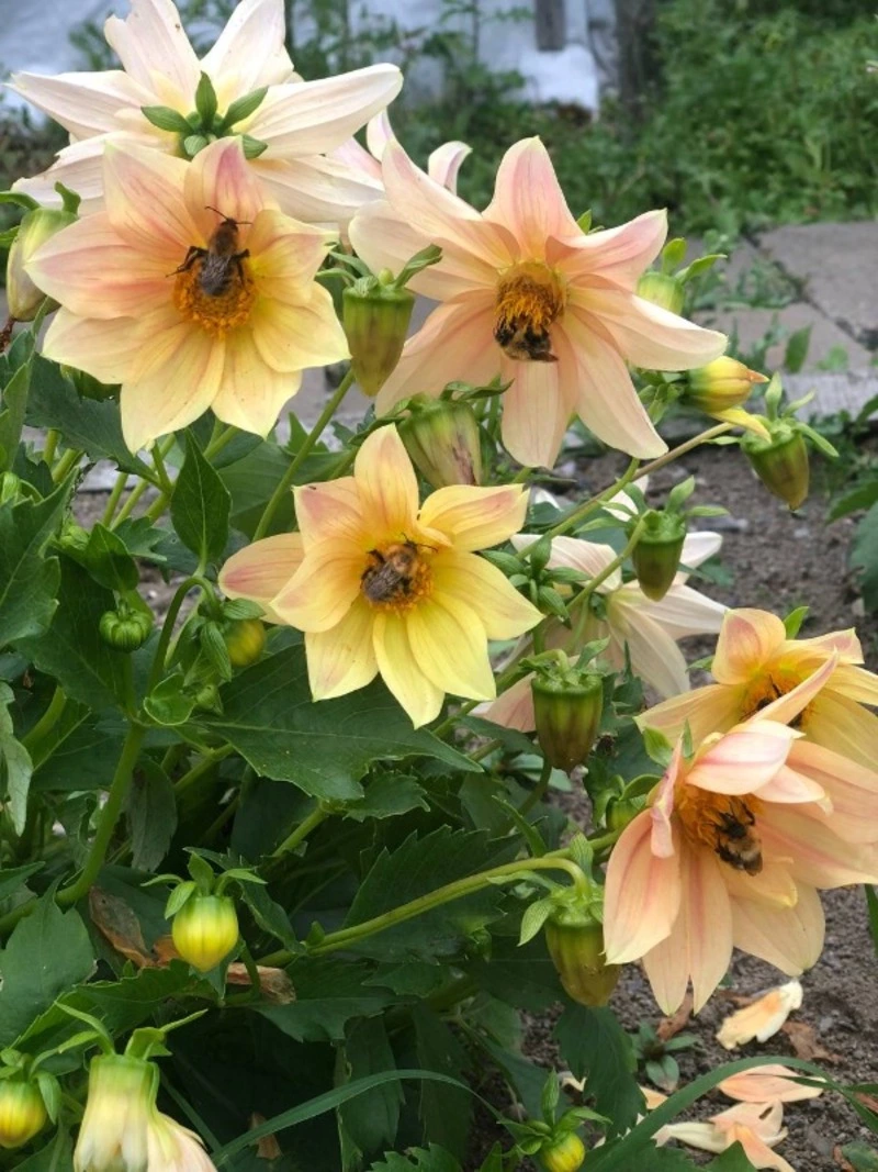 Столовую в цветах устроили шмели у дачников в Сахалинской области