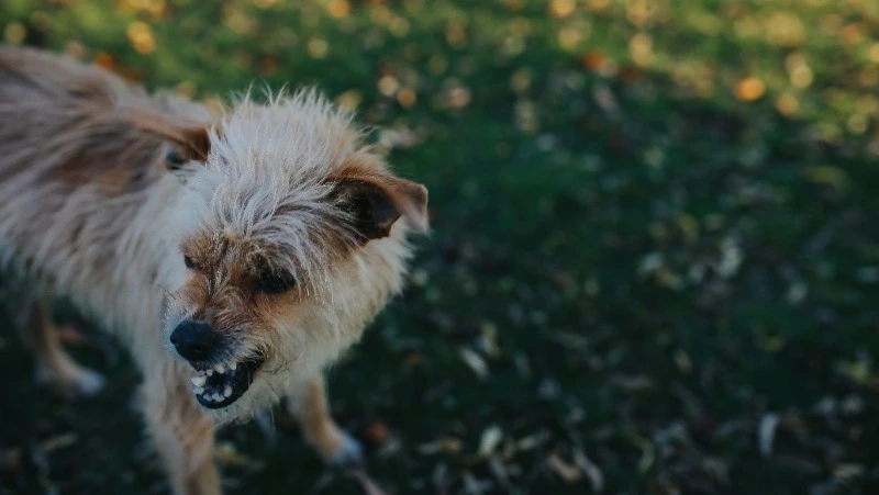 В одном из регионов ДФО власти запретили выпускать собак из приютов на волю