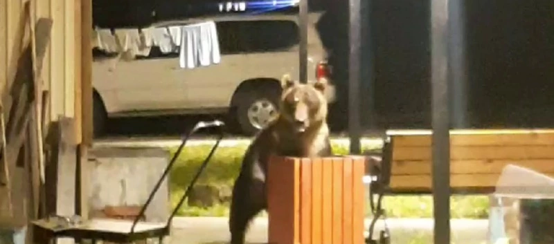 Медведь переворошил участок курильчан в поисках еды 22 августа