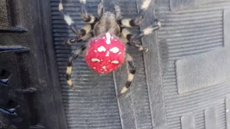 Редкого паука заметил сахалинский автомобилист