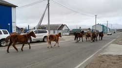 Табун мустангов проскакал по улице Южно-Курильска
