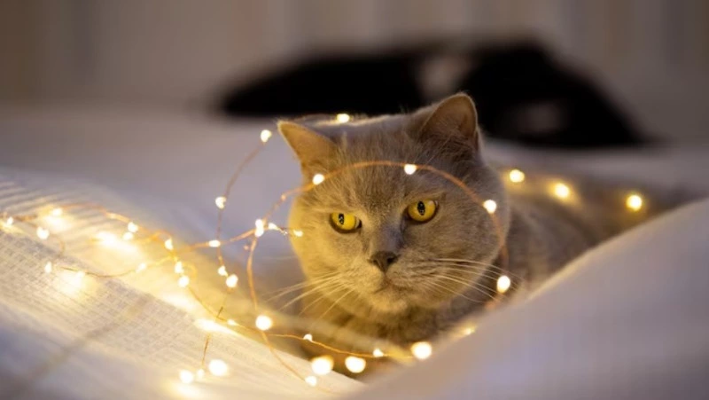 Несколько сел Южно-Сахалинска проведут 27 ноября без света