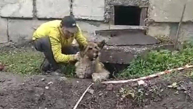Коммунальщики Углегорска спасли собаку из колодца