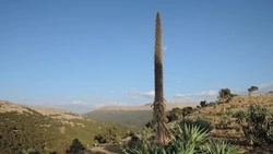 В ботаническом саду на Сахалине погибла гигантская пальма-лобелия 