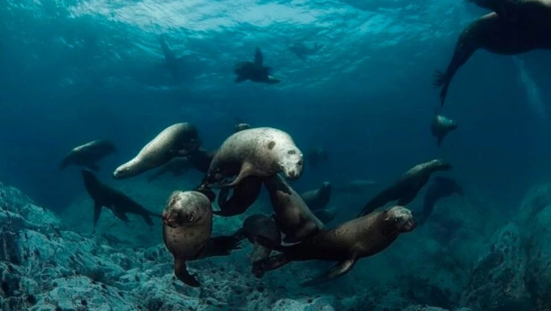 Дальний Восток станет главной звездой выставки Moscow Dive Show 2023