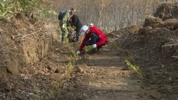 Восстановление лесов в Сахалинской области. Среда Обитания 25.05.23