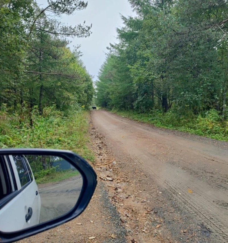 Гуляющего около дачных участков медведя заметили в Корсаковском районе