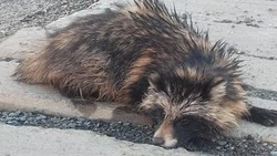 «Зеленый Сахалин» назвал причину выхода енотовидных собак к людям