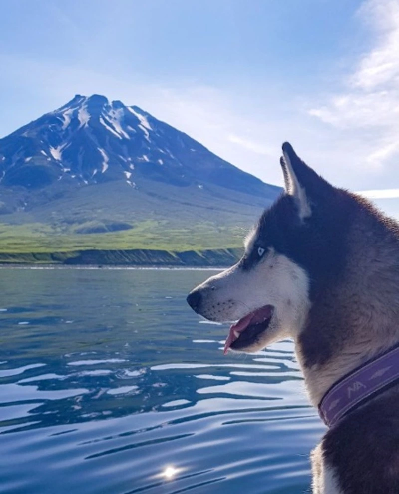Хаски позировали на фоне действующих вулканов северных Курил — ФОТО