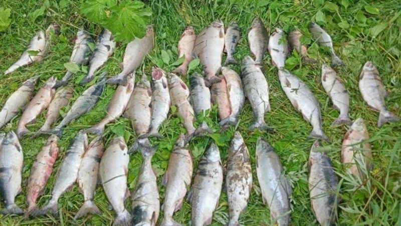 Долинская рыбоохрана поймала браконьера с 40 хвостами горбуши