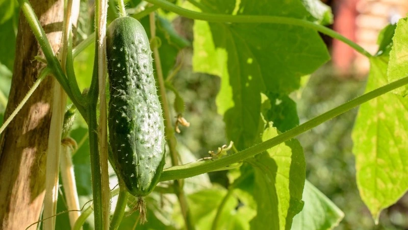  Опадают огурчики? Советы от бабушки и проверенный способ