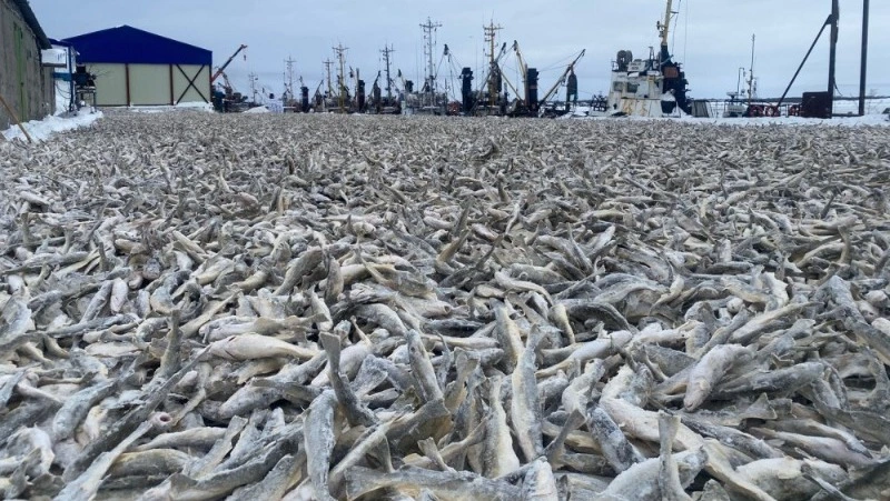 Богатый улов минтая ждет рыбаков Сахалина в 2025 году по прогнозу ученых