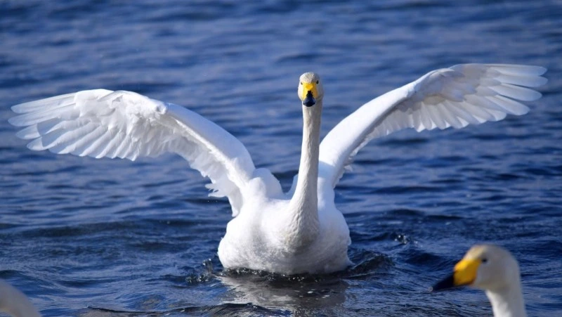 Лебеди вернулись на Курильские острова