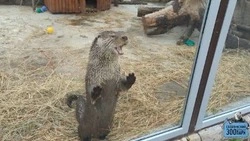 Рабочая неделя у выдры Коляна в Сахалинском зоопарке стартовала с купания