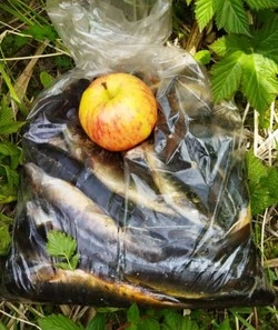 На Парамушире ловят вкусную мальму