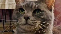 «Остался без лапки»: особенный кот мечтает провести Новый год в семье на Сахалине