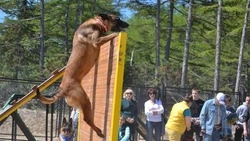 Жителей Охи приучат к этичному содержанию собак