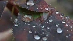 Дожди накроют Сахалин и Курилы 30 октября