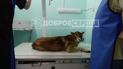 Волонтеры объявили сбор на операцию сбитой у пожарной части в Южно-Сахалинске собаке