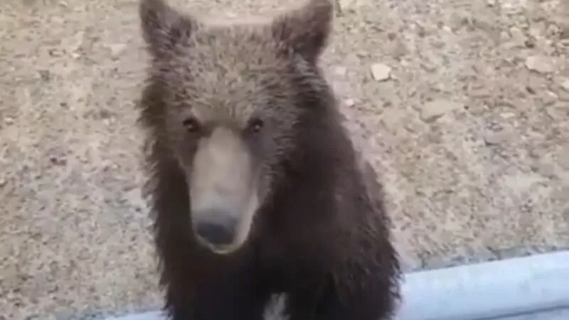 Рыбаки из Охинского района повстречали молодого медведя