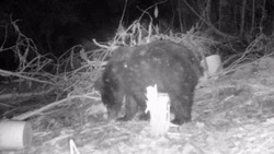 Более 200 фотоловушек установят в лесах Сахалинской области