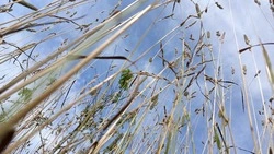 Воздух прогреется до +15 градусов в Южно-Сахалинске 6 мая