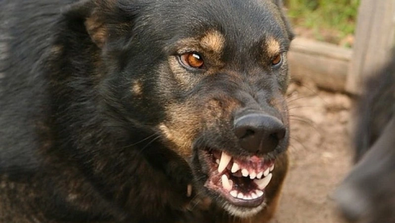 Ребенок стал жертвой нападения бездомной собаки на Сахалине 