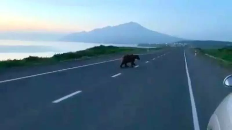 На Итурупе медведи вышли на трассу