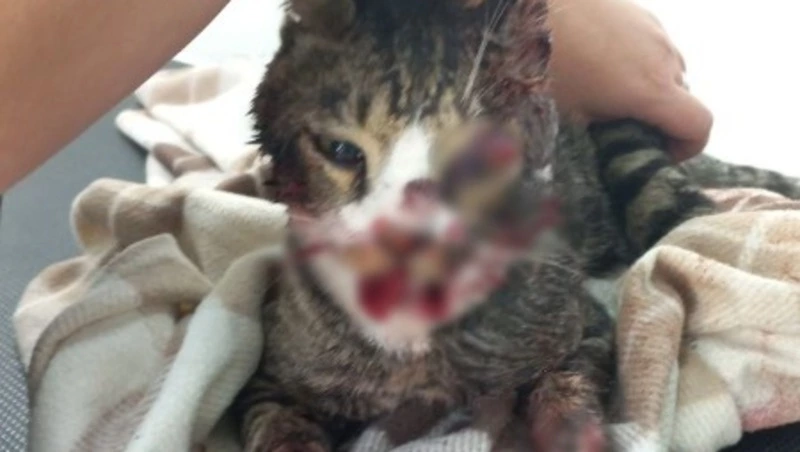 «Заливая все кровью»: в сахалинской ветклинике борются за жизнь кота, пострадавшего в аварии