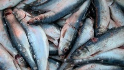 Сахалинское предприятие нарушило правила перевозки более 25 тонн сельди   