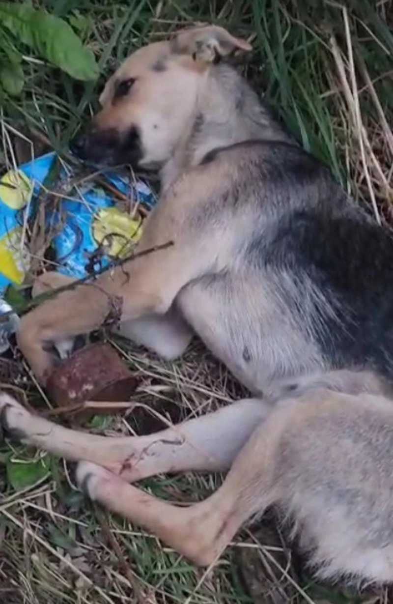 Сахалинцев просят спасти сбитую в Чехове собаку с раздробленным тазом