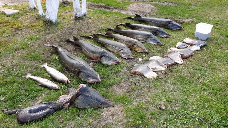 На сахалинском Байкале пограничники изловили осетровых браконьеров